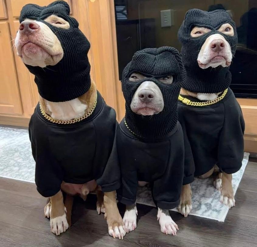 Epic Funny Animal Photos You’ll Love