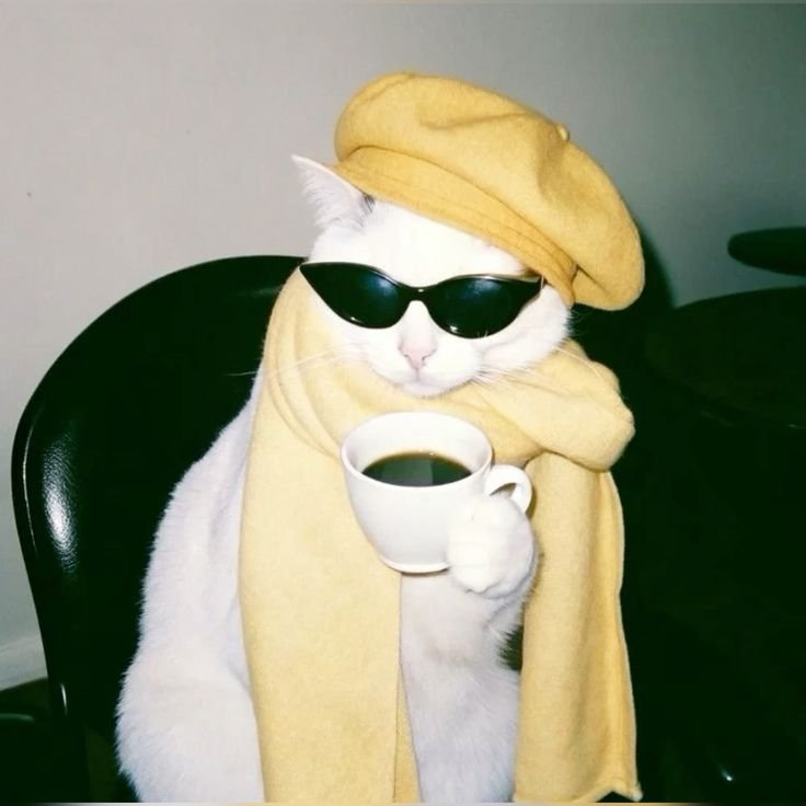 Laughing funny cat meme