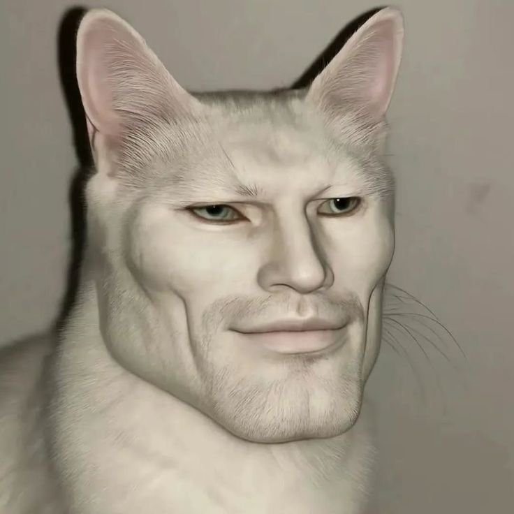 Hilarious cat meme funny