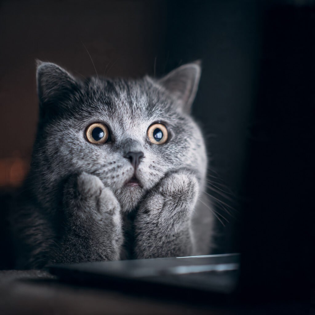 Cute cat happy reaction