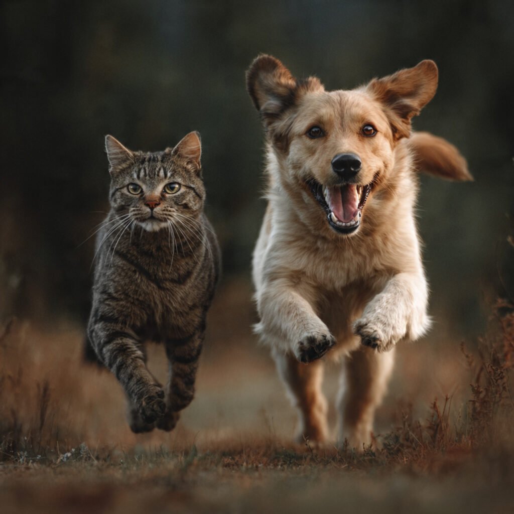 A playful dog chasing a cat in a sunny backyard