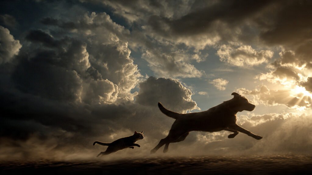 Cat and dog enjoying a fun chase in an open space
