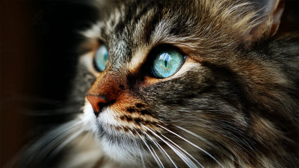 Beautiful Cat Images Download
