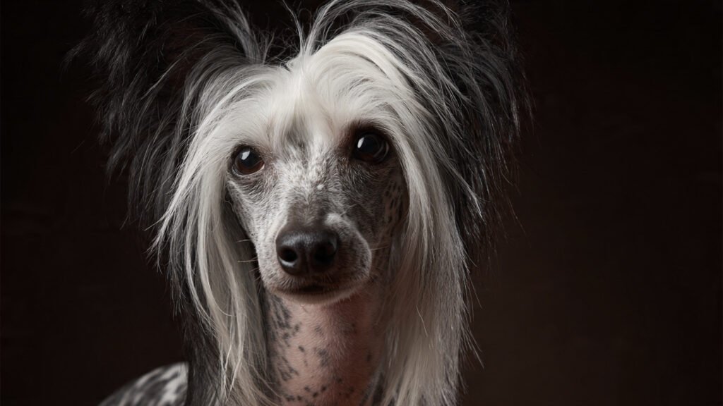 Chinese Crested dog standing gracefully with hairless skin and fluffy head