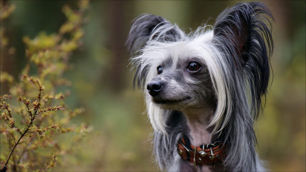 Chinese Crested dog outdoors