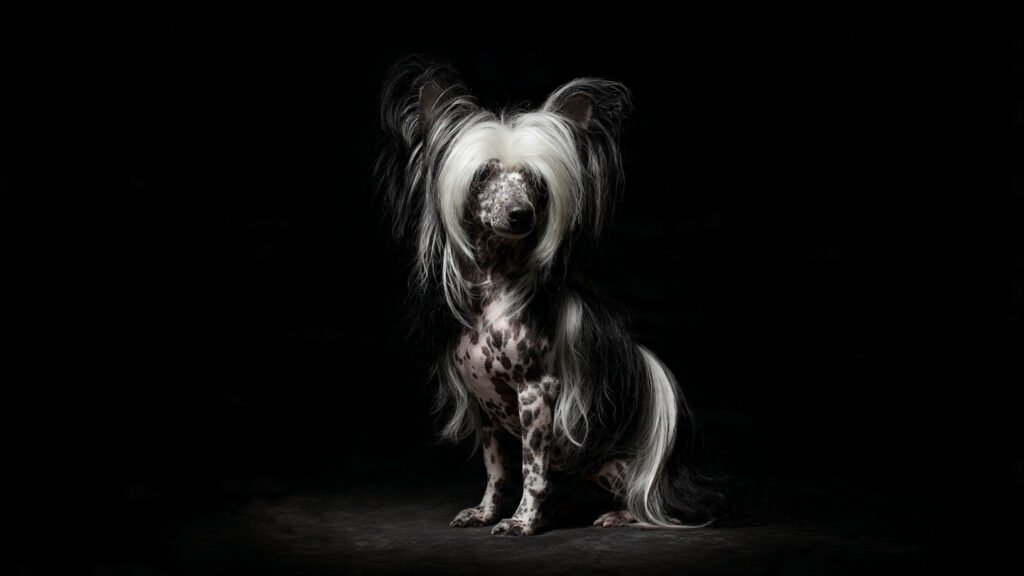 Playful Chinese Crested dog