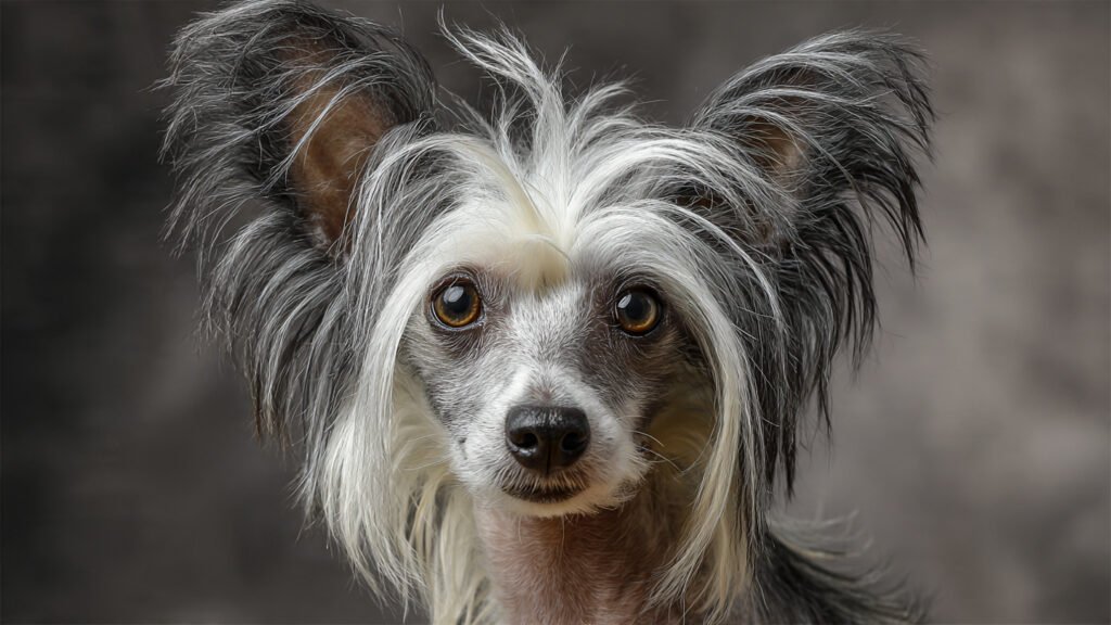 Chinese Crested dog HD image